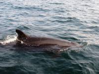 common porpoise