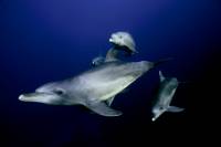 Dolphins