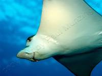 Eagle Ray Eagle Ray