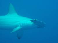 Elphinstone - Hammerhead Elphinstone - Hammerhead