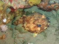 Extra Divers Aqaba - Rot Meer Krötenfisch