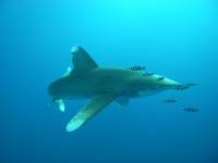 Extra Divers Marsa Alam Elphinstone Extra Divers Marsa Alam Elphinstone