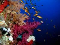 Extra Divers Marsa Alam Extra Divers Marsa Alam