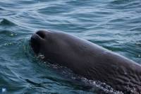 Extra Divers Mirbat - Sperm whale Extra Divers Mirbat - Sperm whale