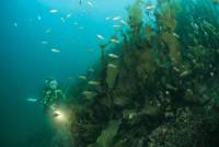Extra Divers Mirbat Extra Divers Mirbat