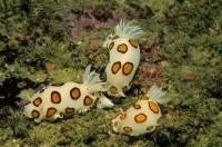 Extra Divers Mirbat Extra Divers Mirbat
