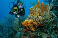 Extra Divers Speyside Extra Divers Speyside