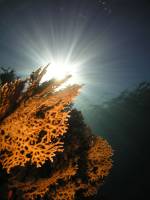 Fire coral Fire coral