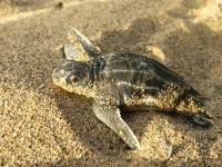 Geschlüpfte Schildkröte Geschlüpfte Schildkröte