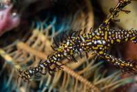 Ghost Pipe Fish Ghost Pipe Fish