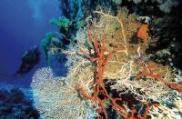 Gorgonian