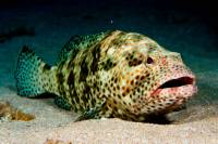 Grouper Grouper