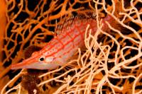 Longnose Hawkfish Longnose Hawkfish