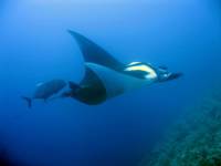 Manta Ray Manta Ray