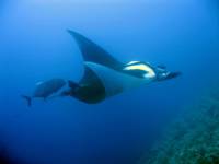 Manta Ray