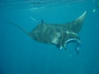 Manta Ray