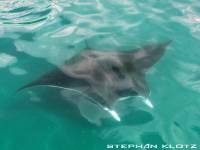 Manta Manta