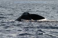 Nabucco's Cape Paperu Resort - Humpback whale Nabucco's Cape Paperu Resort - Humpback whale