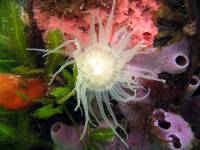 Nabucco´s Nunukan Island - Kakaban Jelly Fish Lake