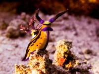 Nudibranch Nudibranch