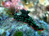 Nudibranch