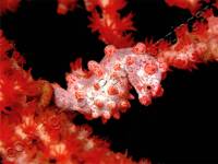 Pygmy Sea Horse Pygmy Sea Horse