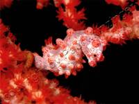 Pygmy Sea Horse