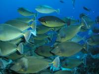 Ras Nasrani - Surgeonfish Ras Nasrani - Surgeonfish