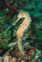 Sea Horse