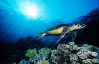 Turtle Turtle