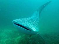 Whale shark