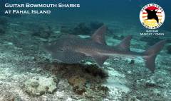 Bowmouth Guitar Sharks at Qantab Bowmouth Guitar Sharks at Qantab