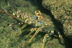 Extra Divers Mirbat Extra Divers Mirbat