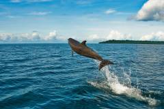 Extra Divers Nunukan - Delphin