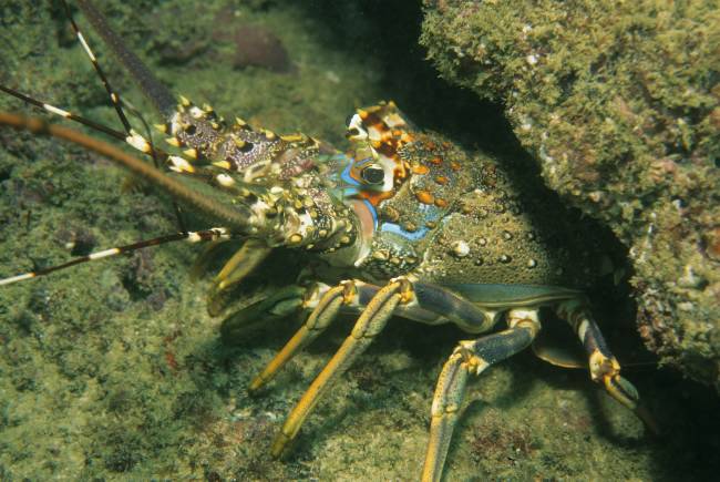 Extra Divers Mirbat Extra Divers Mirbat